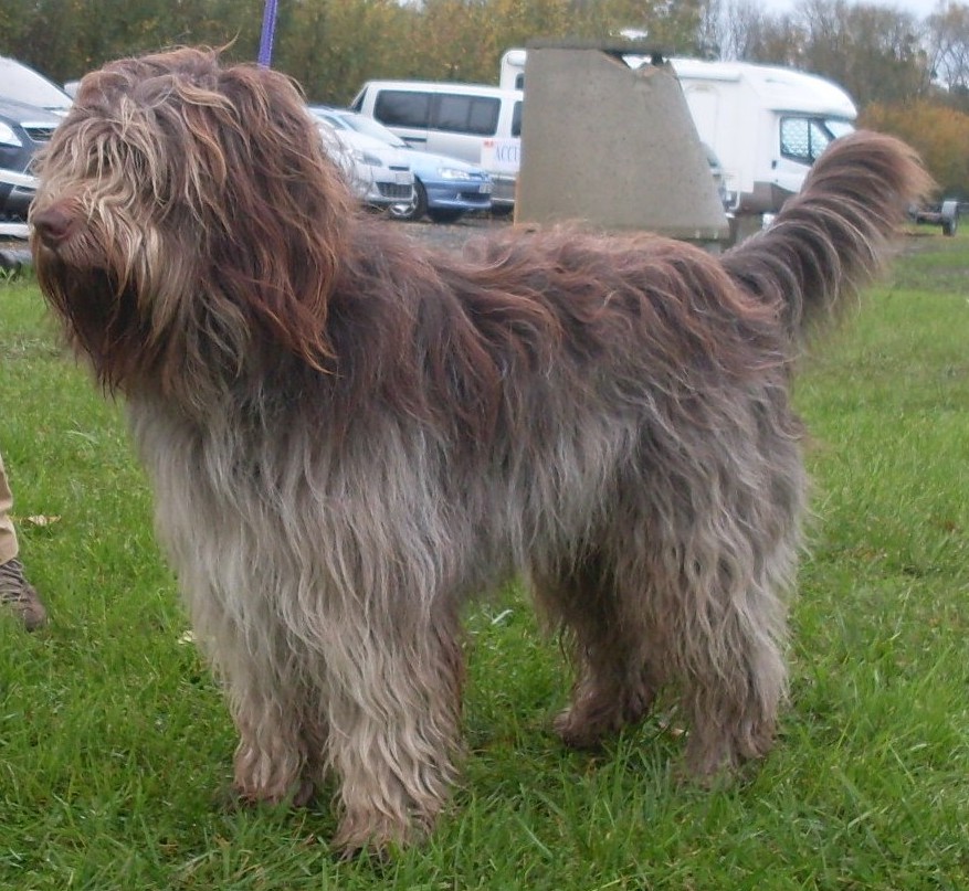  Gospel Choco du Bois des Nonnes